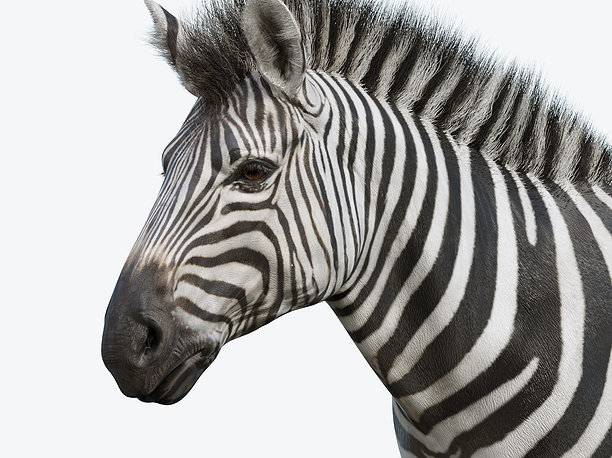 Zebra 3D asset game-ready