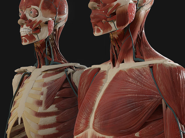 Anatomy 2019 3D