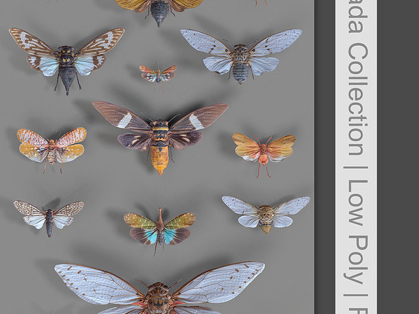 3D model 15 Cicada Insect Collection