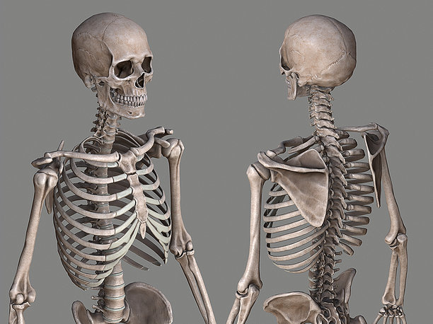 3D asset Human Skeleton Caucasian Male