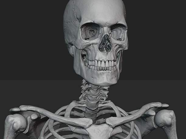 Male skeleton sculpt 3D model