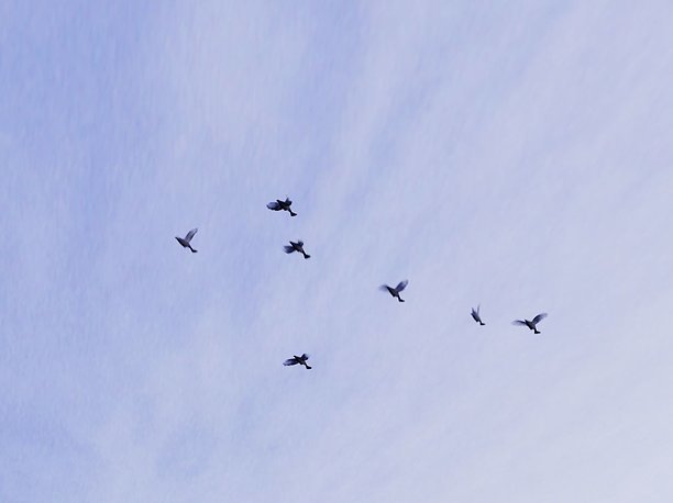 3D model Background Birds Pigeon Flock Updated V5