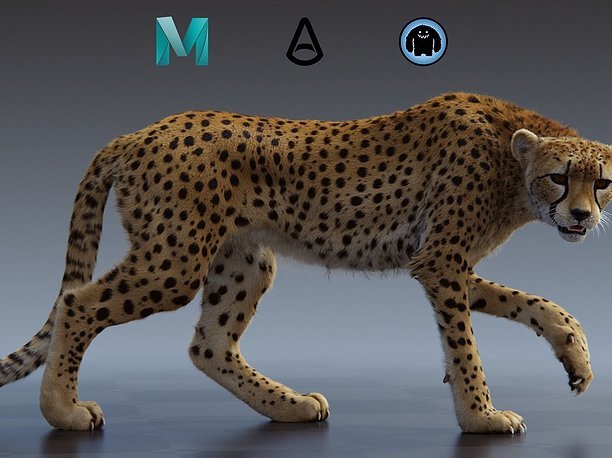 3D Cheetah african