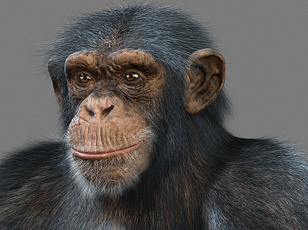 3D model Chimpanzee with realistic fur
