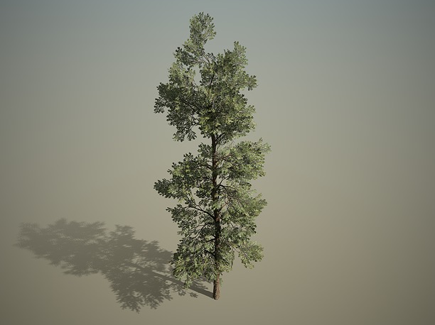 3D Conifer - Macedonian pine