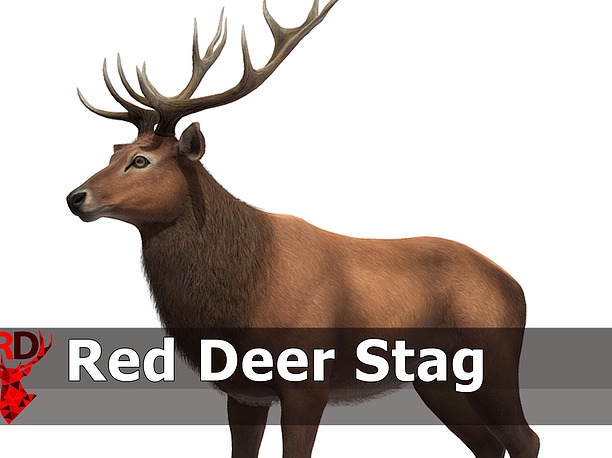 Red Deer stag 3D asset