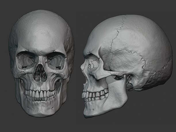 3D model Human male skull sculpt