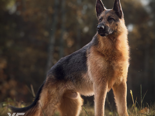 3D German Shepherd Rigged