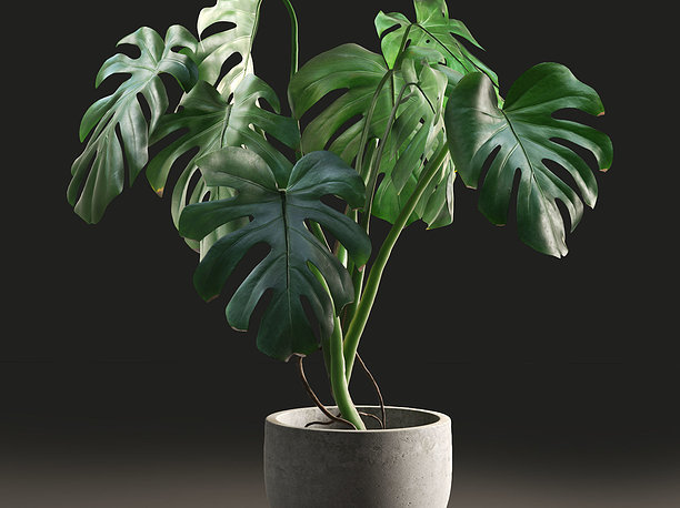 3D model Monstera in Pot1