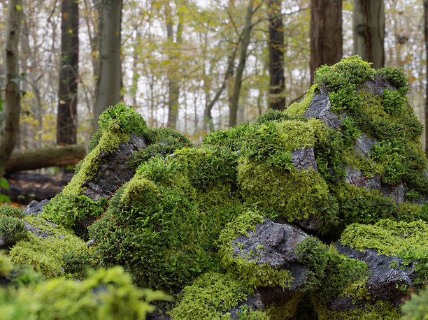 3D model Moss 7 Species and Stones - PBR Asset Kit