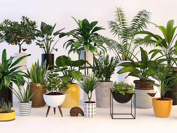 3D model Plants flower houseware