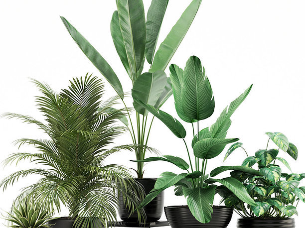 3D model Plants collection 119