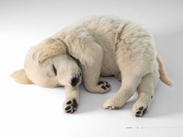 Golden Retriever sleeping dog puppy 3D
