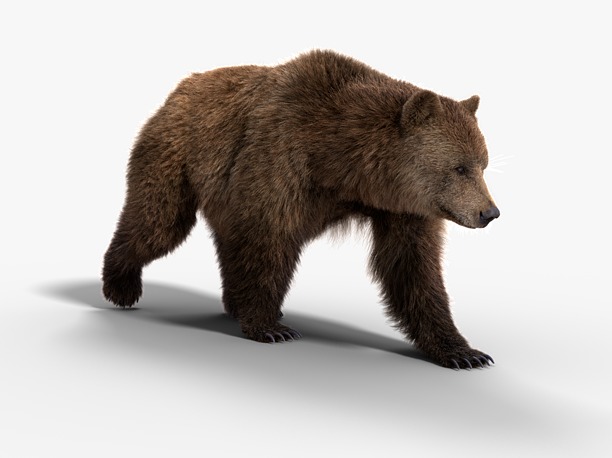 3D model Female Brown Bear Animated